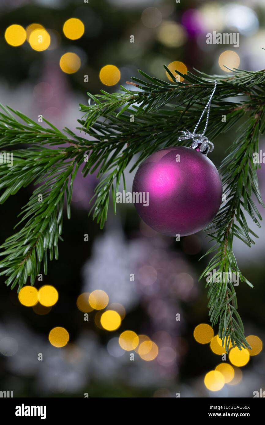 Lila glitzernde Weihnachtskugel hängt von einem Tannenzweig mit warmen goldenen Bokeh-Lichtern im Hintergrund, elegante festliche Weihnachtsdekoration Stockfoto