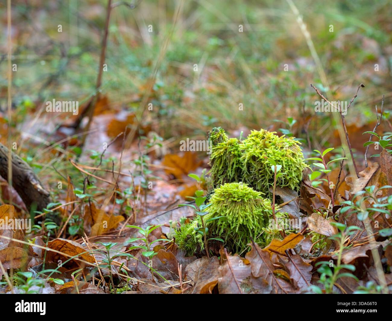 Moss Mounds on Forest Floor – Nahaufnahme von hellgrünen Mooshügeln und Sprossen auf dem Waldboden, bedeckt mit nassen Herbstblättern Stockfoto