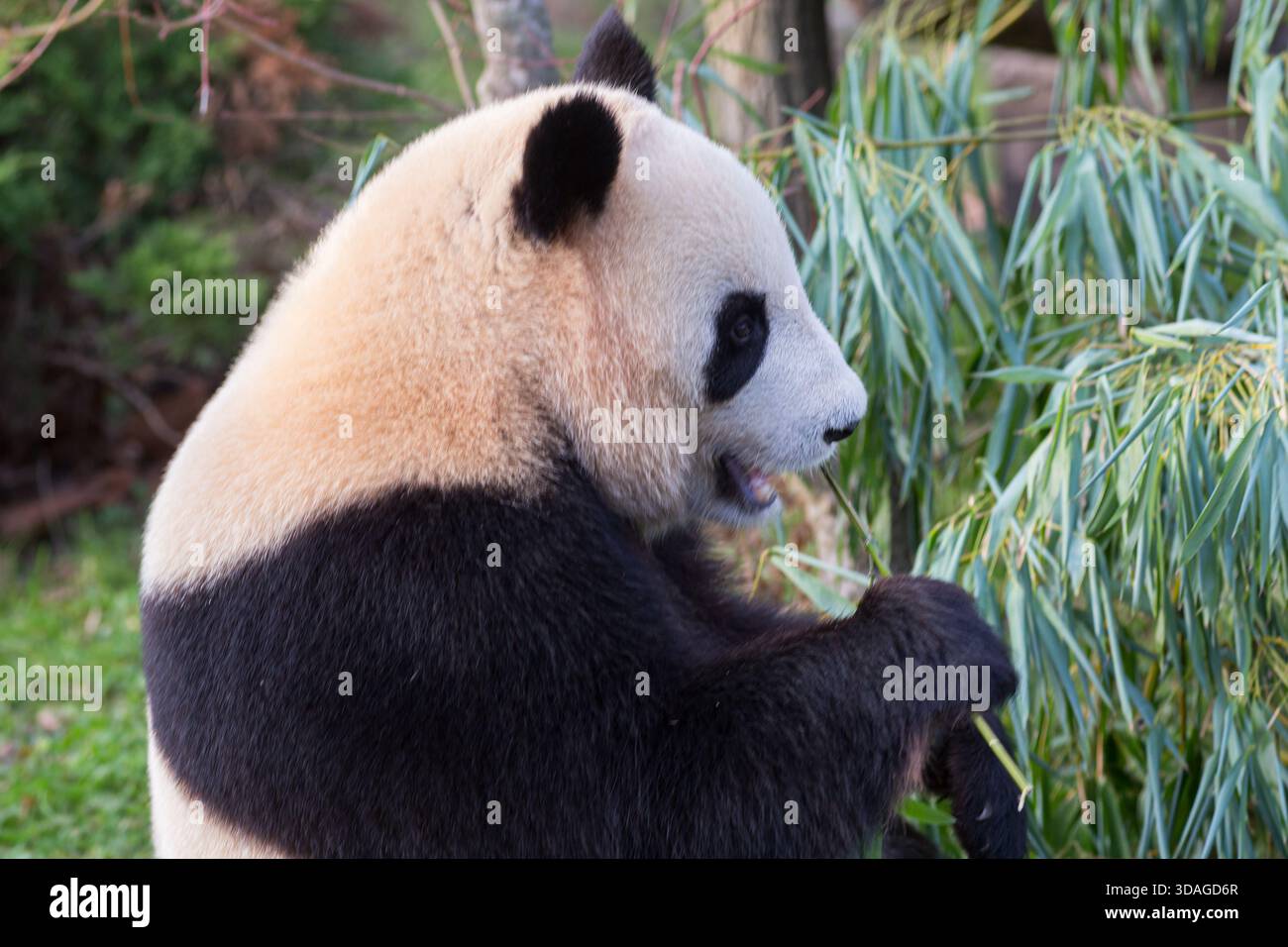 Ein entzückender riesiger Panda isst Bambussprossen, fotografiert in einem Zoo. Eine gefährdete Art (Ailuropoda melanoleuca). Stockfoto