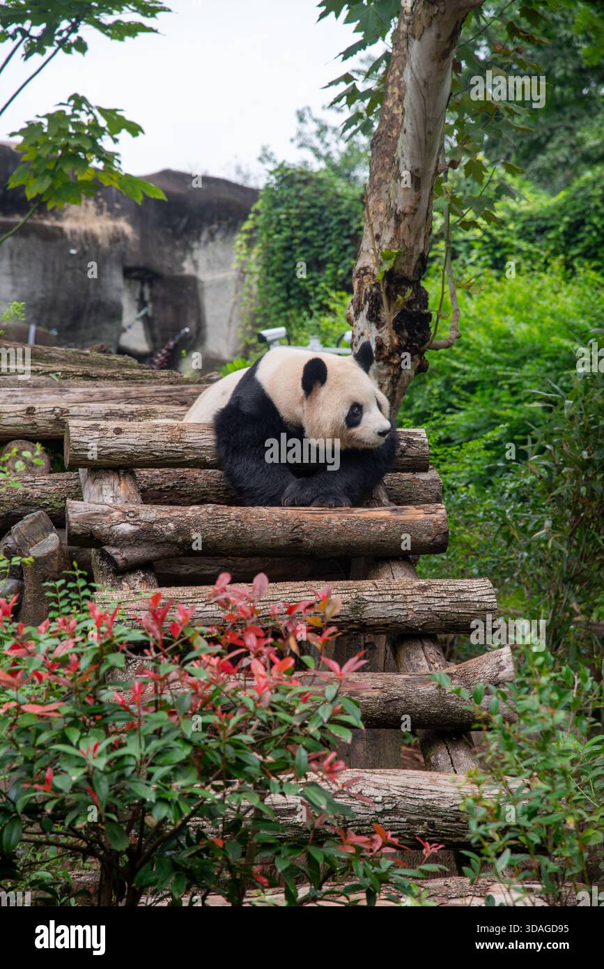 Riesenpanda in Holzblöcken an der Forschungsbasis der Riesenpandabutung in Chengdu, China Stockfoto