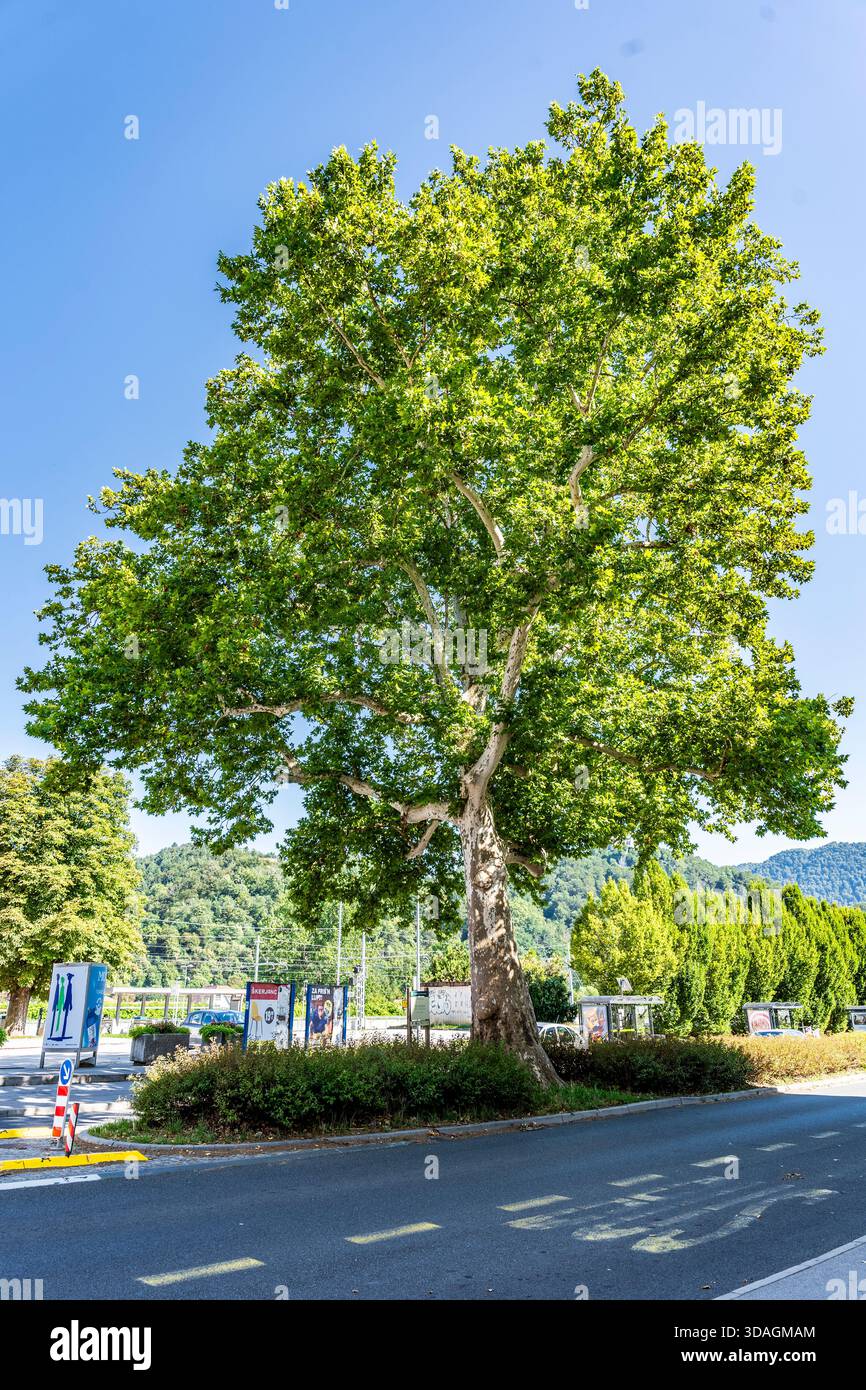 Historische Platane vor dem Bahnhof Celje, einer der größten in Slowenien, 120 Jahre alt, geschütztes Naturdenkmal Celje, Slowenien Stockfoto