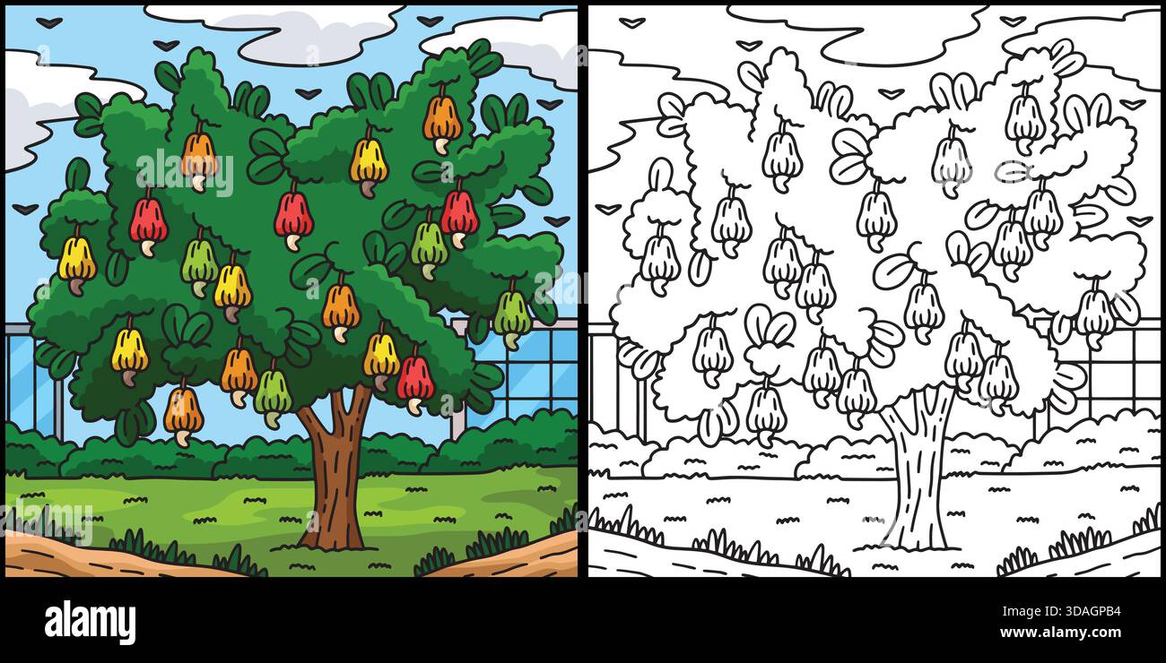 Cashew Baum Obst Pflanze Färbung Seite Illustration Stock Vektor