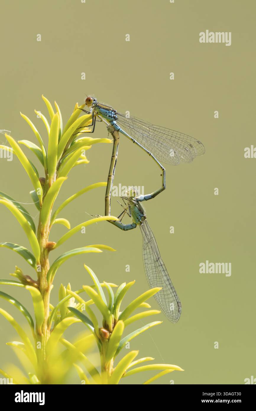 Erythromma najas zwei erwachsene Insekten, die sich im Sommer auf einem Eibenbaum paaren, England, Vereinigtes Königreich Stockfoto