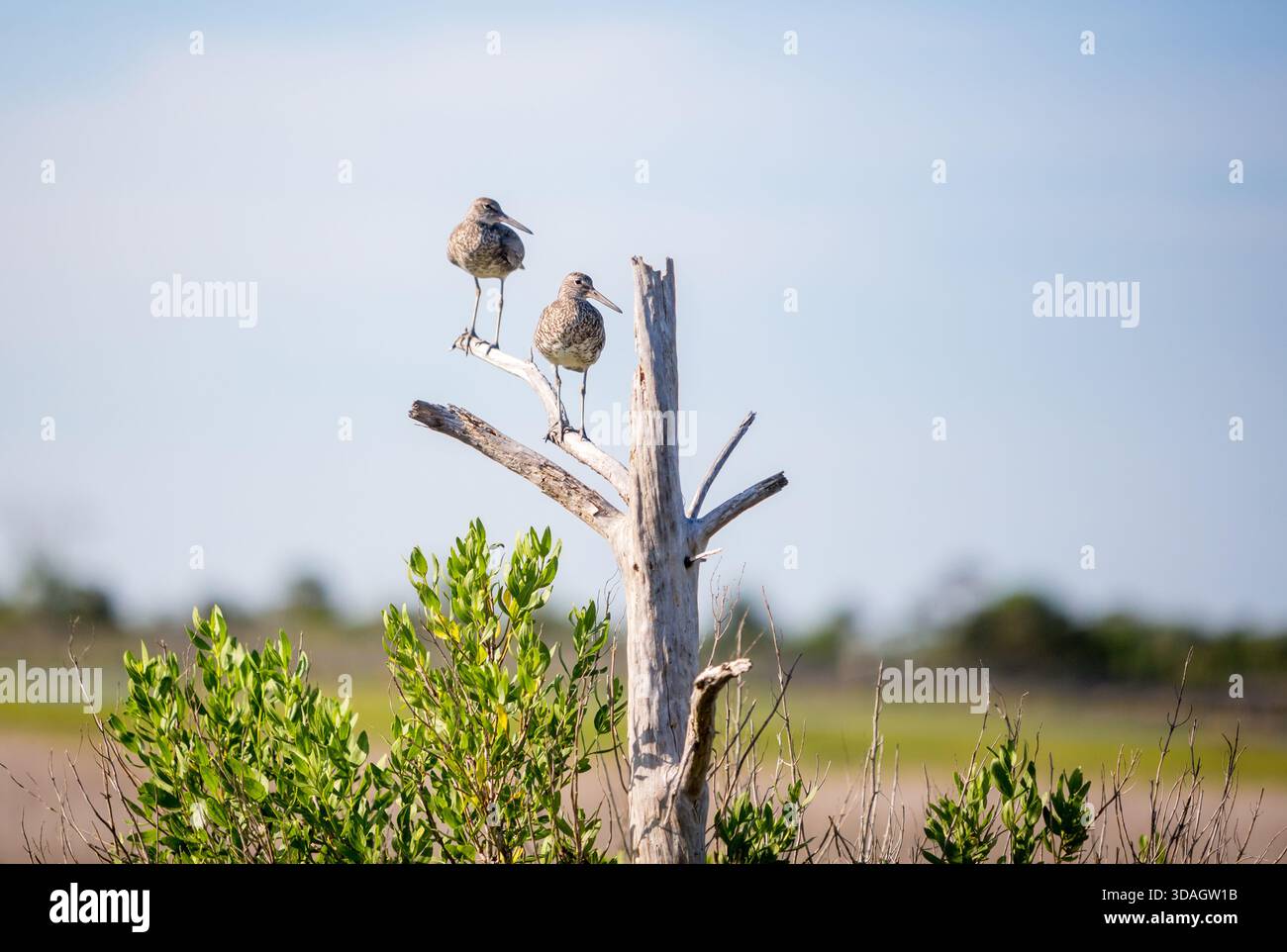 Zwei Willets (Tringa semipalmata) in einem toten Baum in Assateague Island National Seashore, Maryland Stockfoto