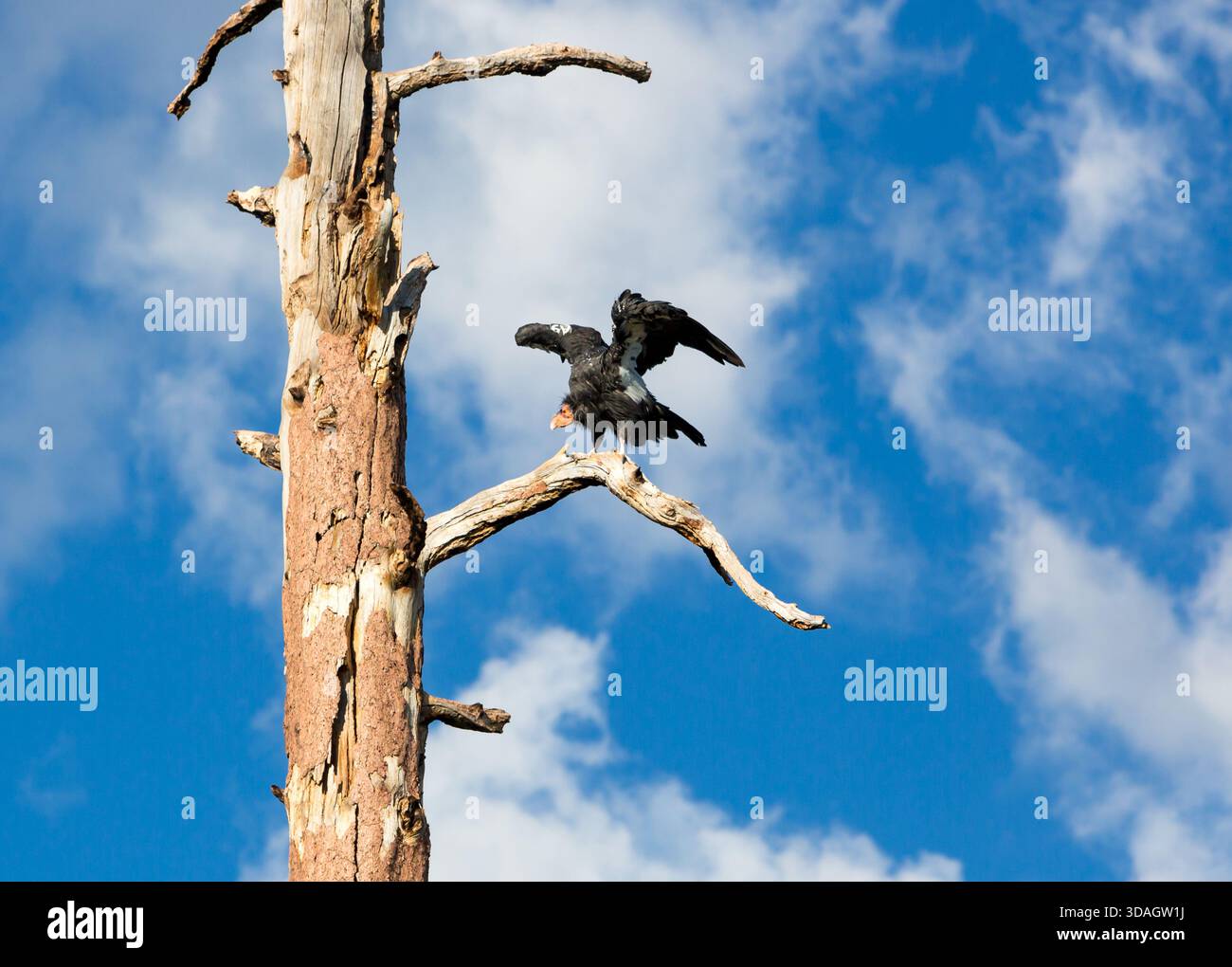 Ein wilder kalifornischer Kondor (Gymnogyps californianus) mit ID-Tag A9, der in einem toten Baum in der Nähe des Nordrandes des Grand Canyon thront Stockfoto
