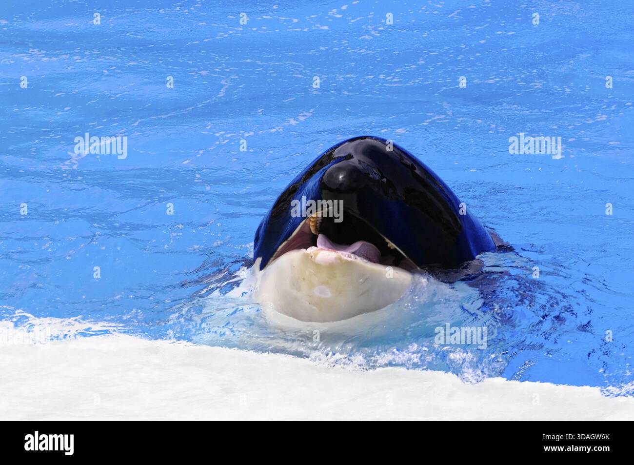 Ein Orca (Orcinus Orca), öffnet seinen Mund und zeigt seine Zunge im Wasser, Dolphin Stadium, SeaWorld, San Diego, Kalifornien, USA, Nordamerika Stockfoto