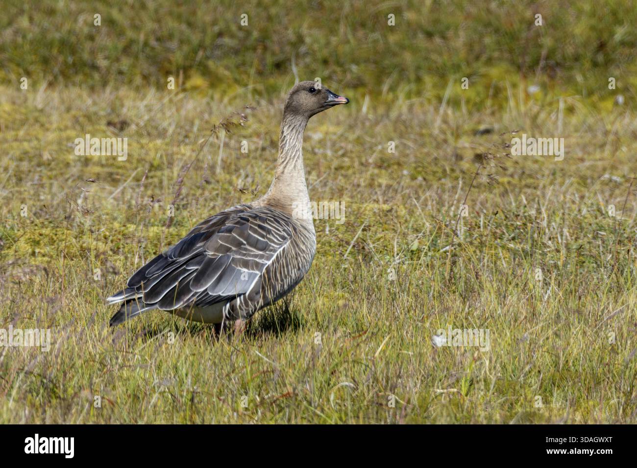 Kurzschnabelgans, Anser brachyrhynchus Stockfoto