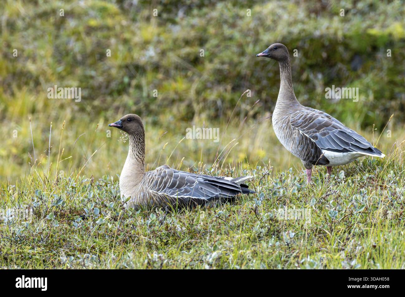 Kurzschnabelgans, Anser brachyrhynchus Stockfoto