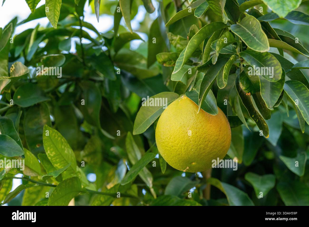 Reife gelbe Grapefruit hängt an einem Ast mit grünen Blättern in einem Sommergarten natürliches Licht frisches Bio-Lebensmittelkonzept für die Landwirtschaft Heilung Stockfoto