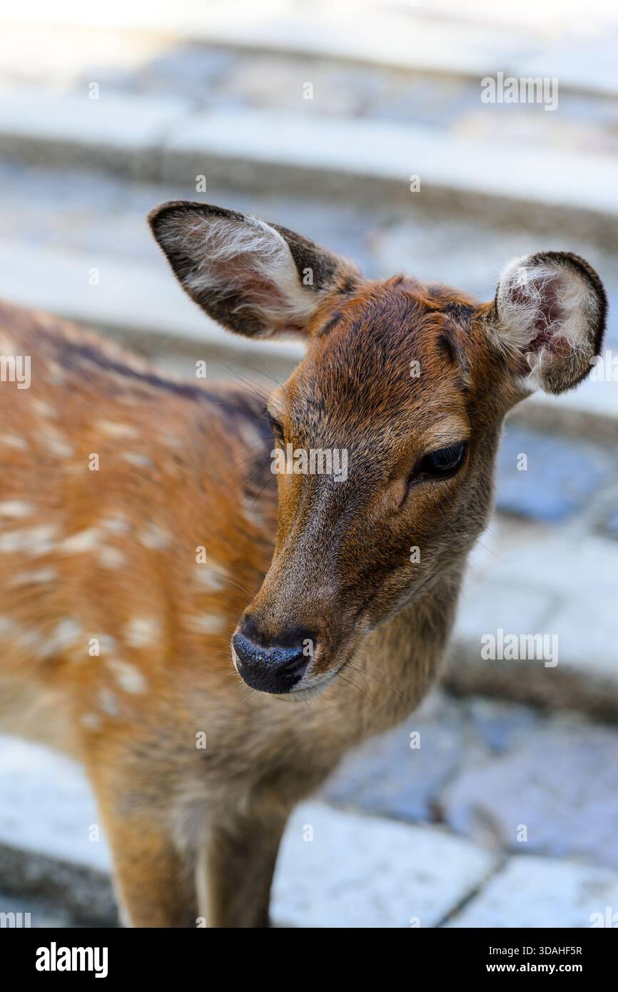 Ein Sika-Hirsch, der als heilige Boten gilt, ruht und spaziert frei im sonnendurchfluteten Park von Nara, Japan. Stockfoto
