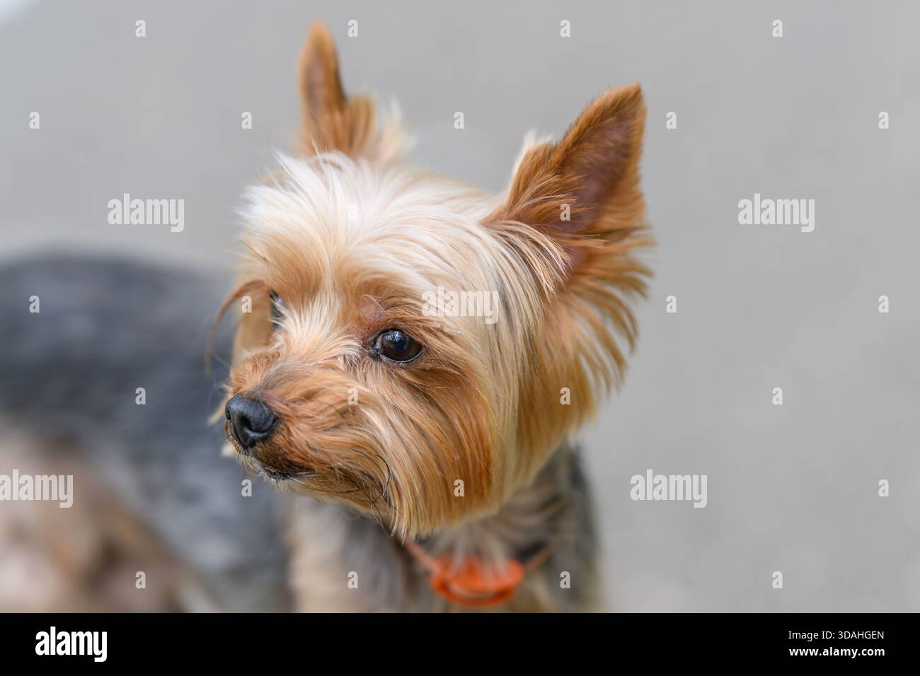 Ein entzückender Yorkshire Terrier, der fröhlich seinen verspielten Geist und seinen einzigartigen Pelzmantel zum Ausdruck bringt Stockfoto