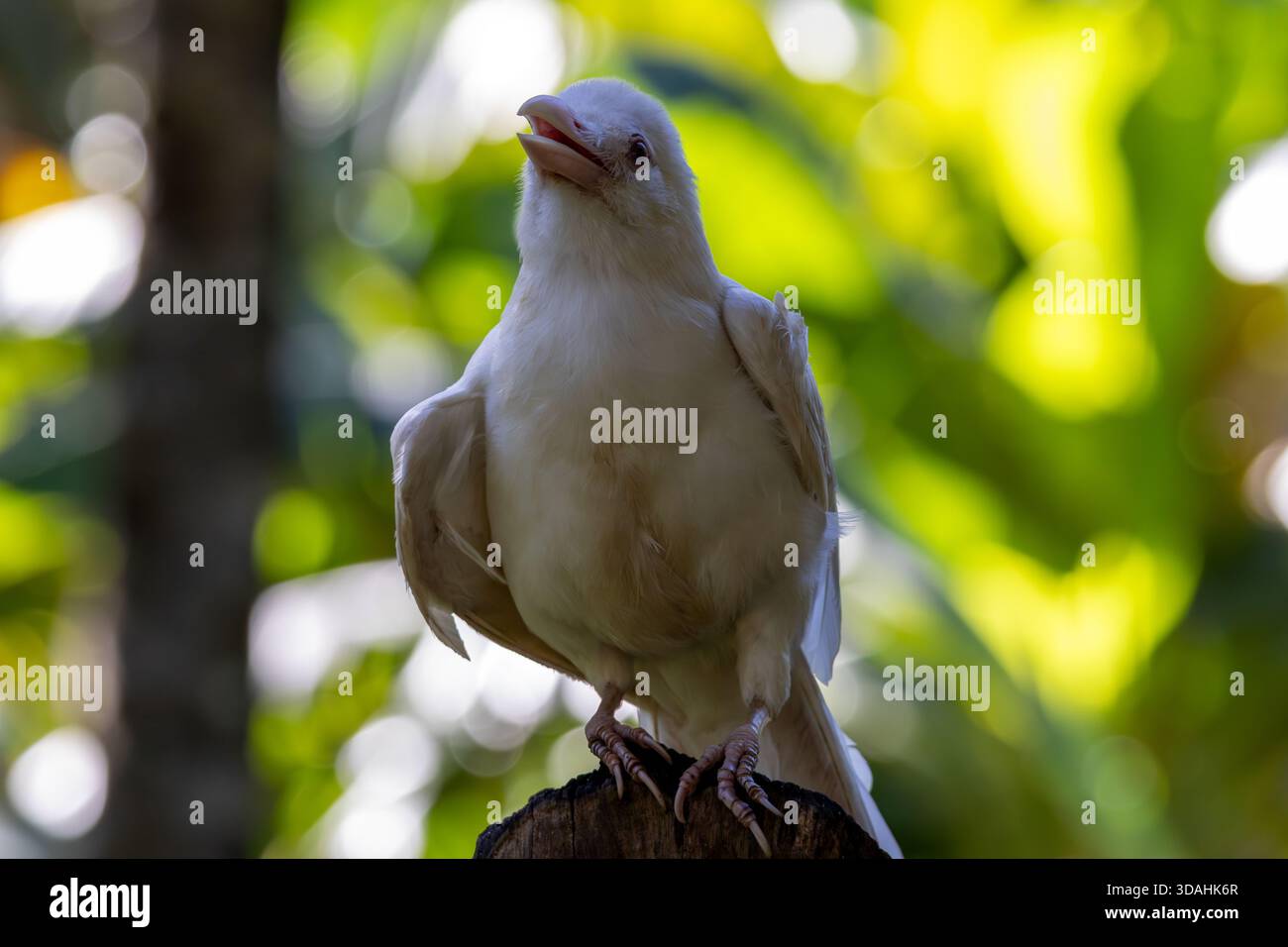 Ein Vollbild einer seltenen Albino-Krähe, wahrscheinlich die Philippine Dschungelkrähe (Corvus philippinus), aufgenommen mit Blick in den Himmel. Albinismus ist ein ra Stockfoto