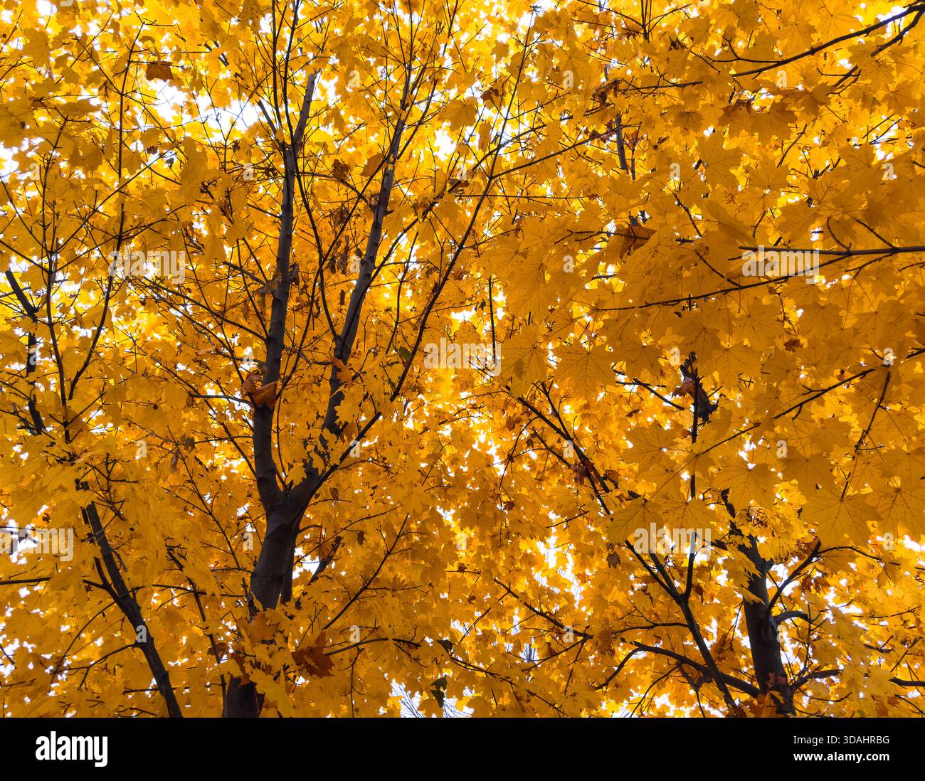 Ahornbaum. Unter einem großen Herbstbaum. Herbst Ahornbäume gelb orange Natur Hintergrund. Stockfoto