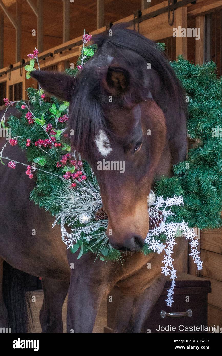 Ein schönes arabisches Pferd trägt einen Weihnachtskranz für die Feiertage, um warme Wünsche des Friedens, der Liebe und der Freude zu senden. Stockfoto