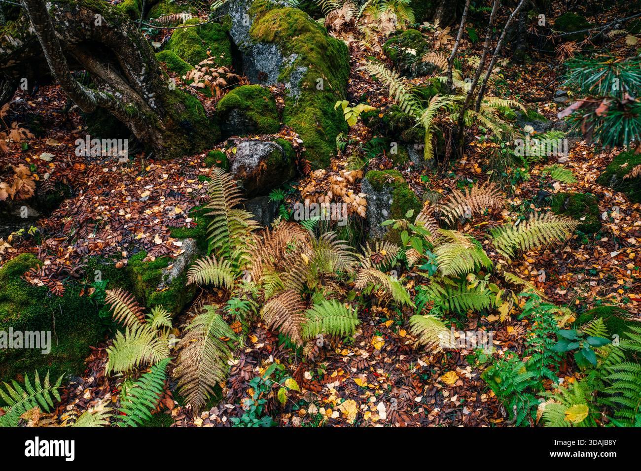Üppiger Waldboden mit grünen und goldenen Fernern, moosbedeckten Felsen und herbstlich gefallenen Blättern auf einem schattigen Boden Stockfoto