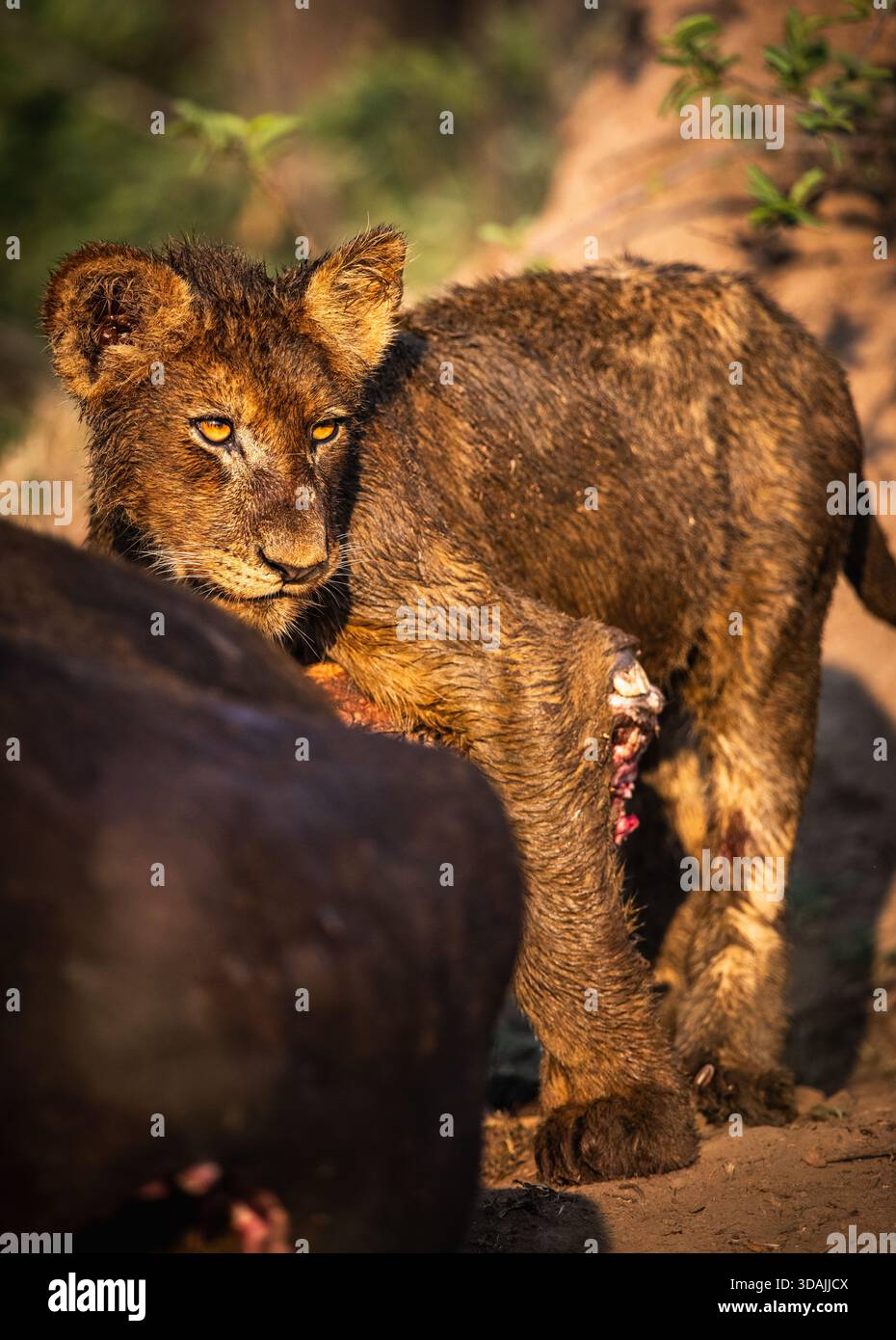 Der Blick auf ein Löwenjunges mit bernsteinfarbenen Augen blickt zurück von seinem Festmahl, der das Sonnenlicht im Schatten fängt, Kruger-Nationalpark, Südafrika. Stockfoto