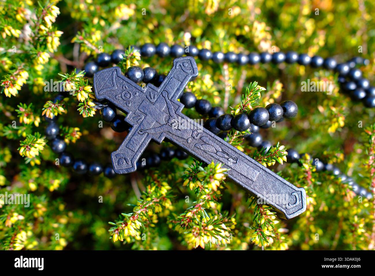 Dunkler Ebenholz-Rosenkranz mit aufwändig geschnitztem Kruzifix, das über blühendem gelbem Heidekraut auf üppig grünem Sträucher hängt und an friedliche christliche Hingabe erinnert Stockfoto
