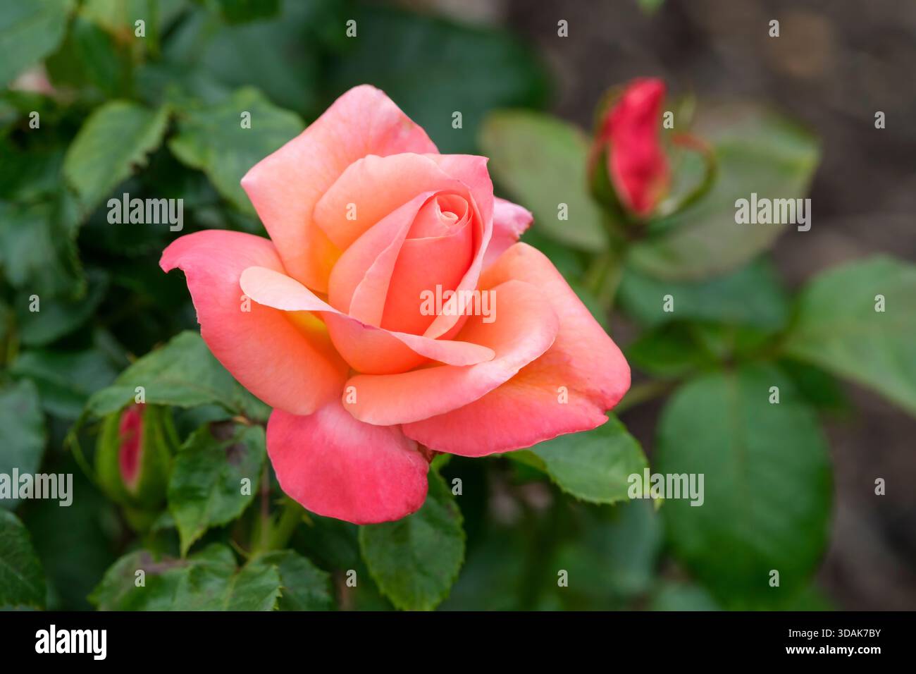Rose Silver Jubilee, Rosa Silver Jubilee, Hybridtee, doppelt, rosa Blüten, nach Mitte mit Aprikose getönt, Stockfoto
