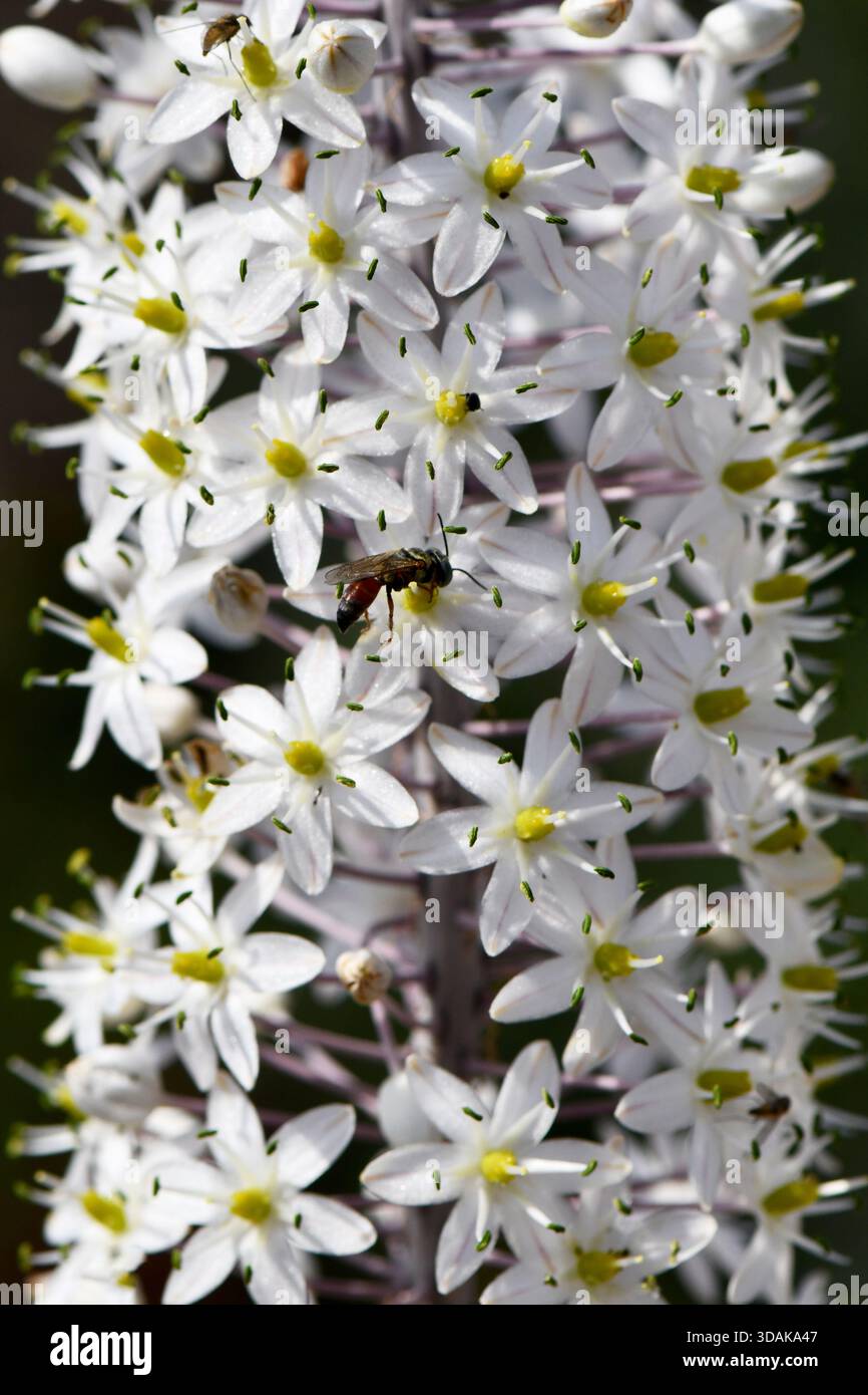 Nahaufnahme der weißen Drimia-Aphylla-Blüten in Blüte, mit kleinen sternförmigen Blütenblättern und einem Insektenbesuch. Stockfoto