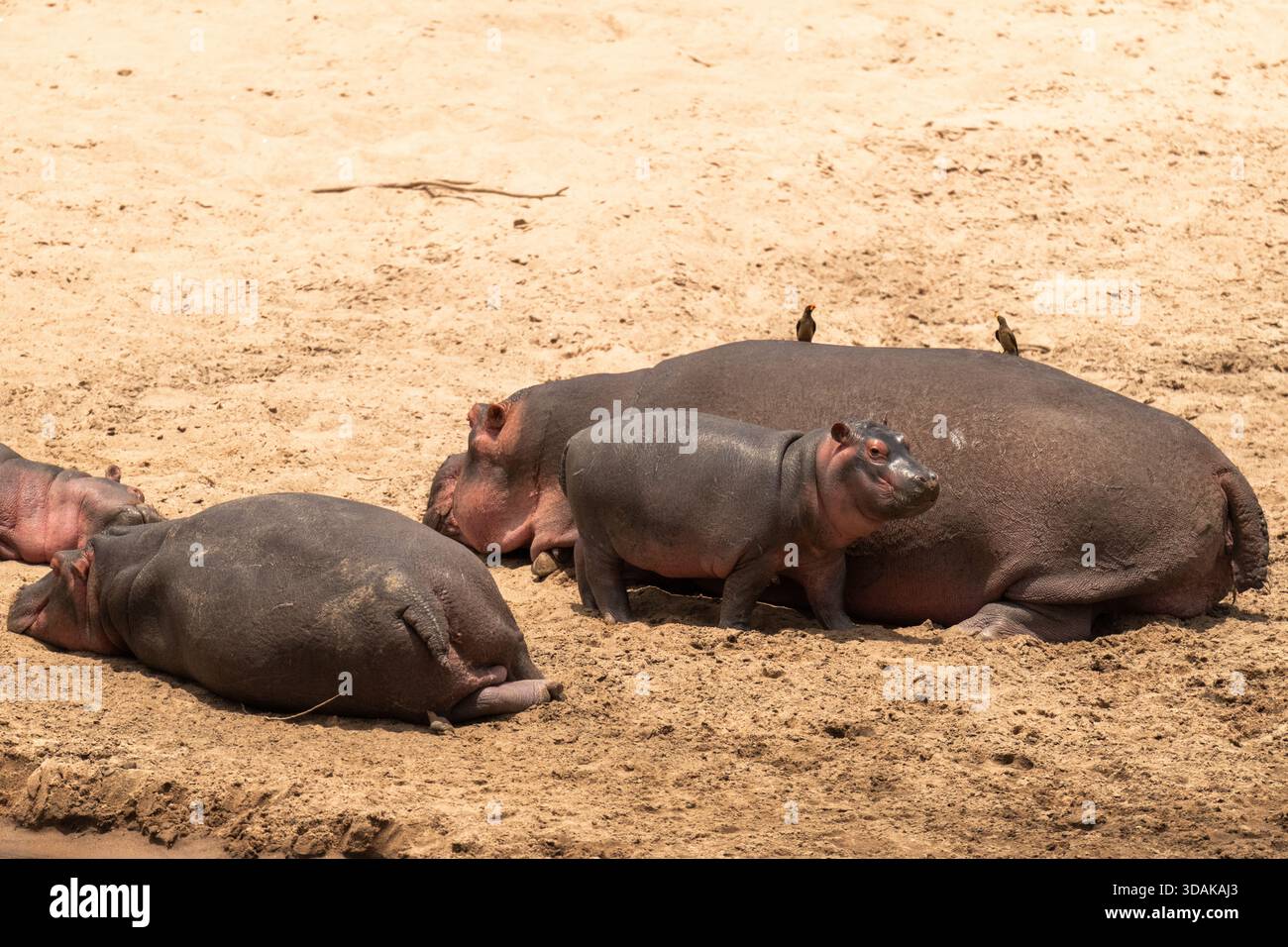 Flusspferde, die sich in der kenianischen Sonne sonnen Stockfoto