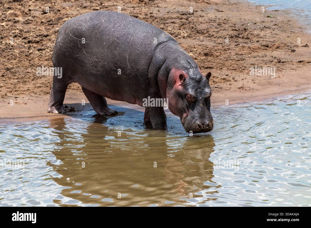 Flusspferde, die sich in der kenianischen Sonne sonnen Stockfoto