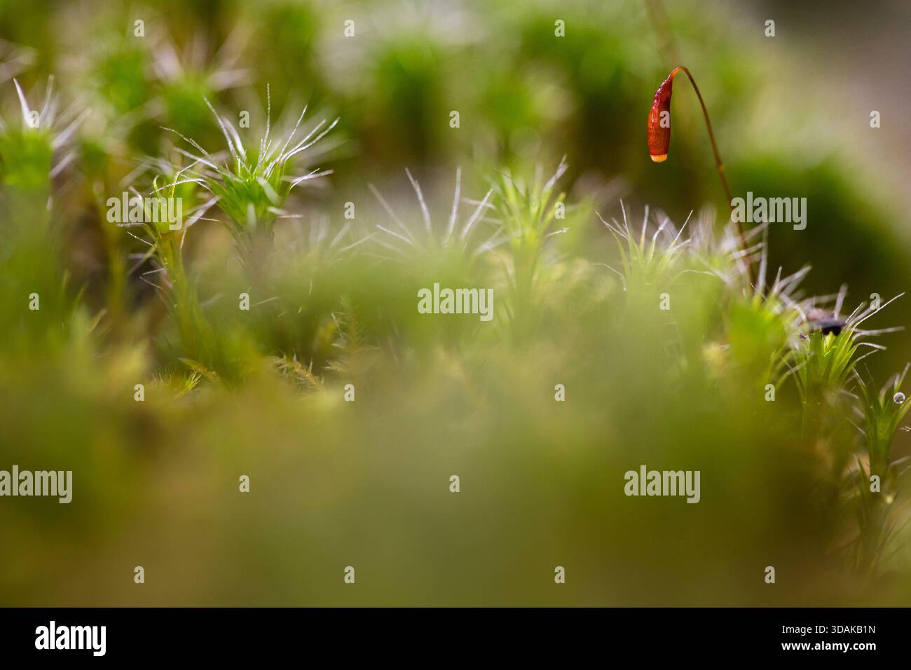 Ein Moossporophyt, der sich über lebendigem grünem Moos auf dem Waldboden in der Region Alentejo in Portugal erhebt und mit geringer Feldetiefe für einen Sof erfasst wurde Stockfoto