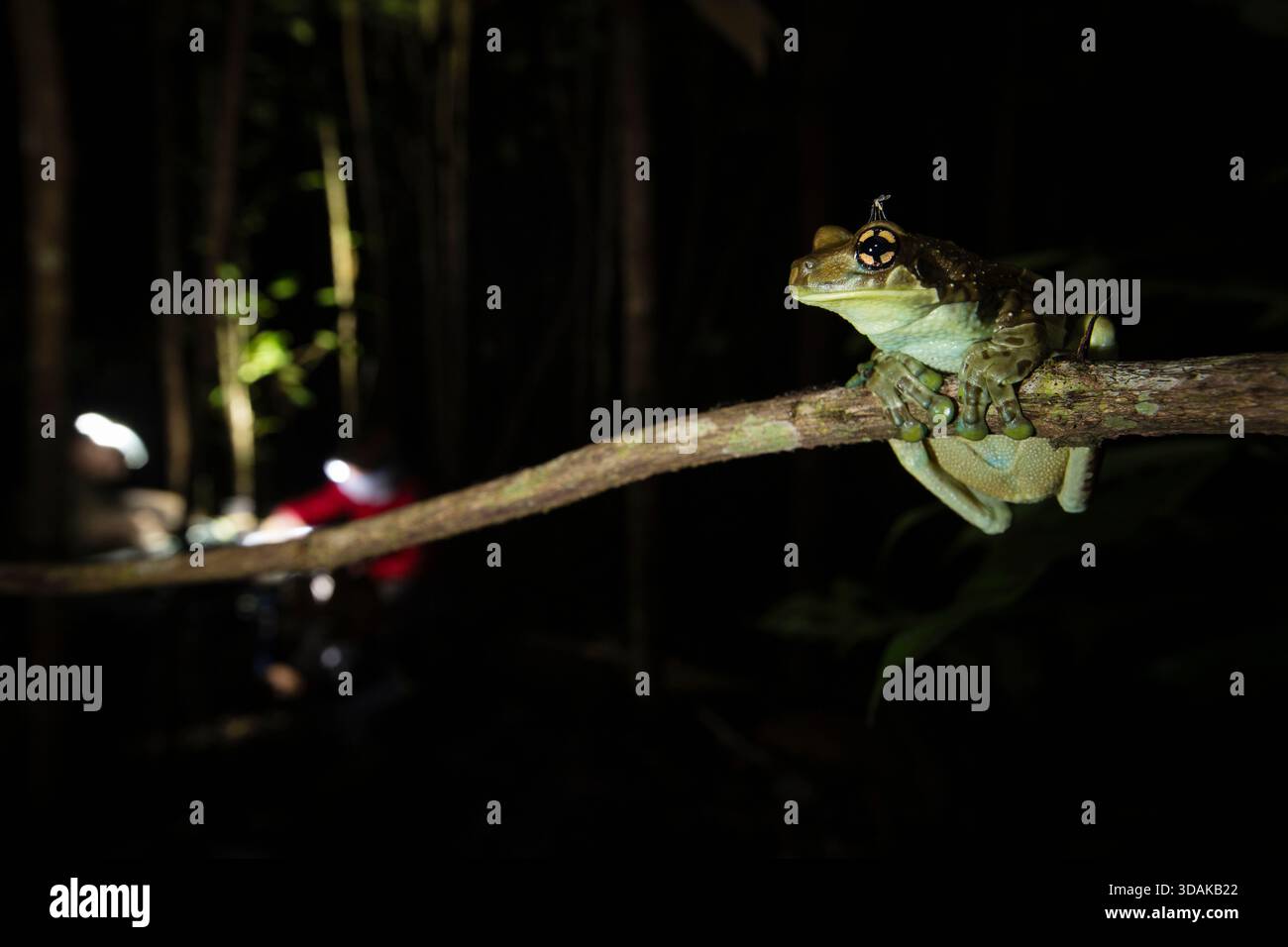 Im Amazonas-Regenwald, Südamerika, ruht während einer nächtlichen Wildbeobachtung ein Baumfrosch auf einem Ast, mit einer Mücke auf dem Kopf und Res Stockfoto