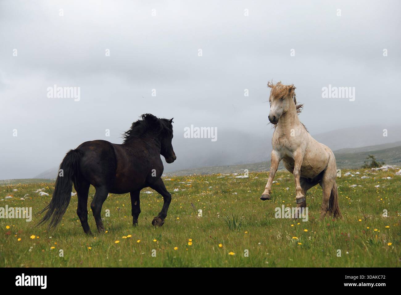 Pferde kämpfen Stockfoto