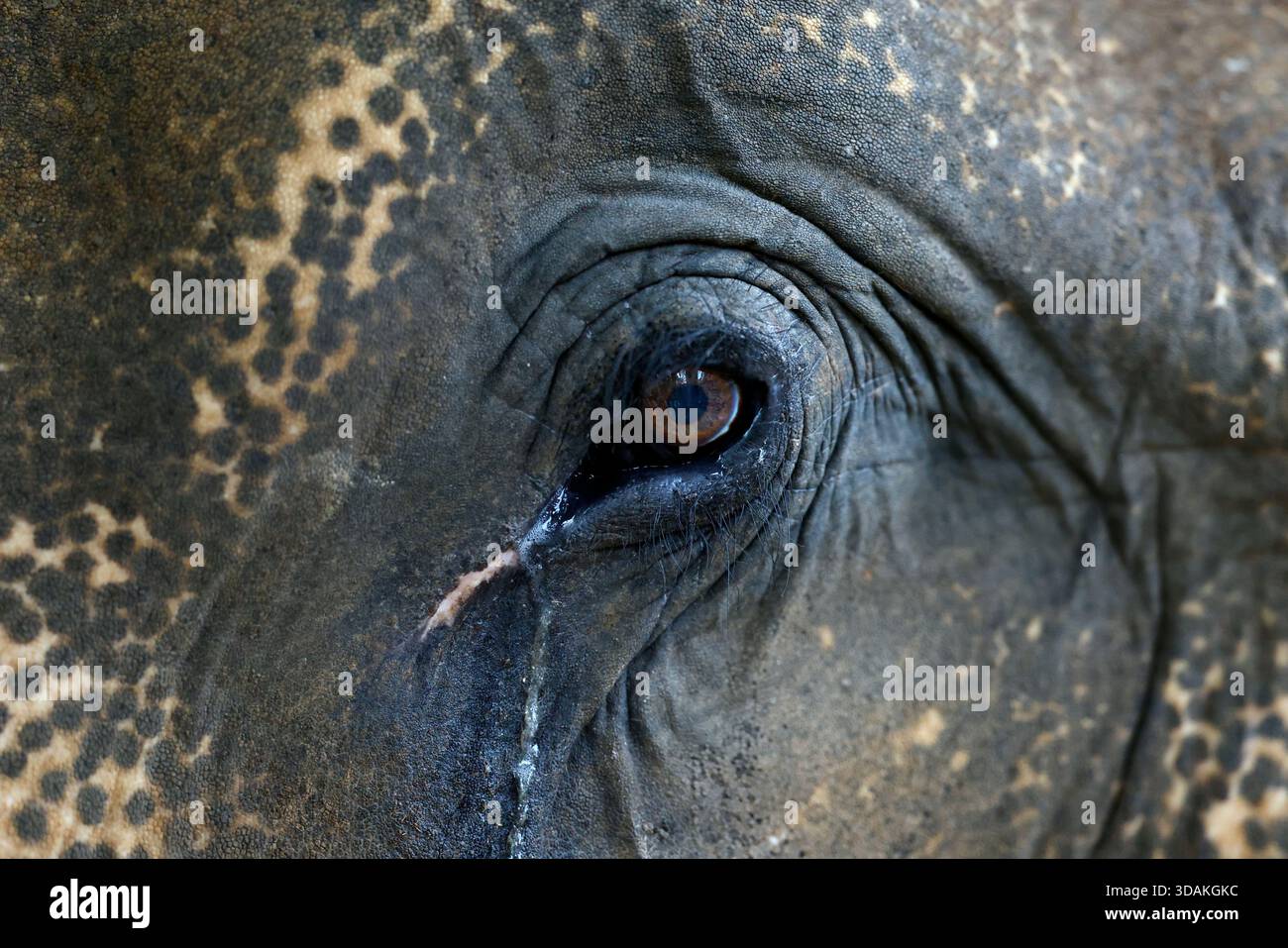 Nahaufnahme eines asiatischen Elefantenauges. Luang Prabang. Laos. Stockfoto