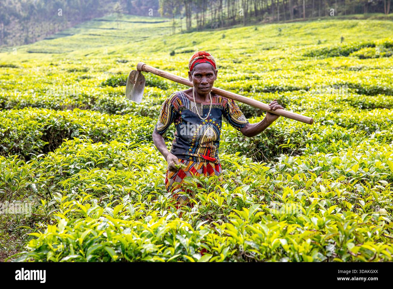 Pflege der Teeplantagen, Bezirk Gicumbi, nördliche Provinz, Ruanda Stockfoto