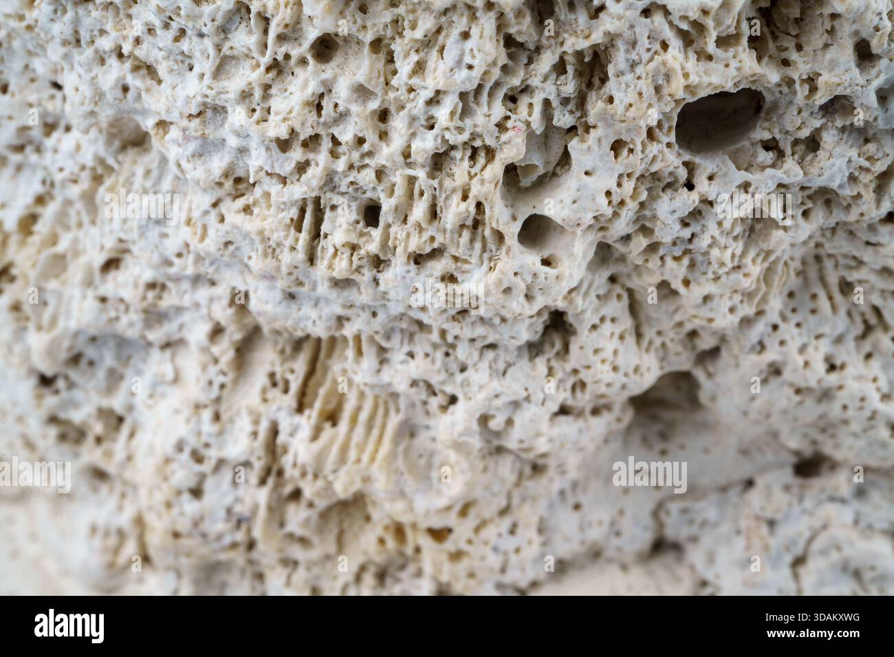 Nahaufnahme von porösem Kalkgestein mit unregelmäßigen Löchern und robuster Textur. Stockfoto