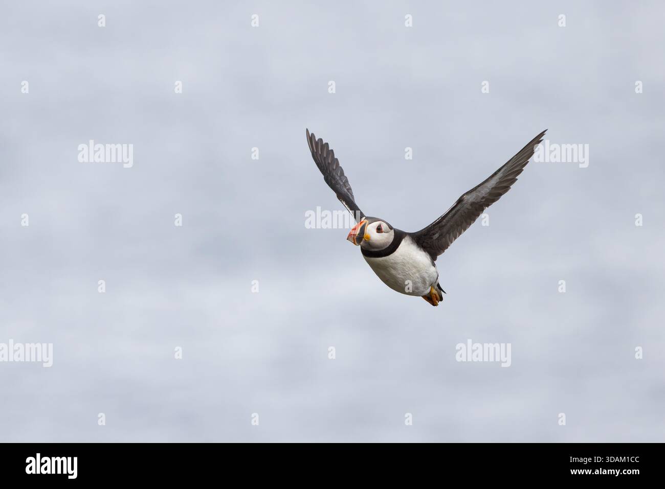 Atlantischer Puffin [ Fratercula Arctica ] im Flug vor klarem Himmel auf Skomer Island, Wales, Vereinigtes Königreich Stockfoto
