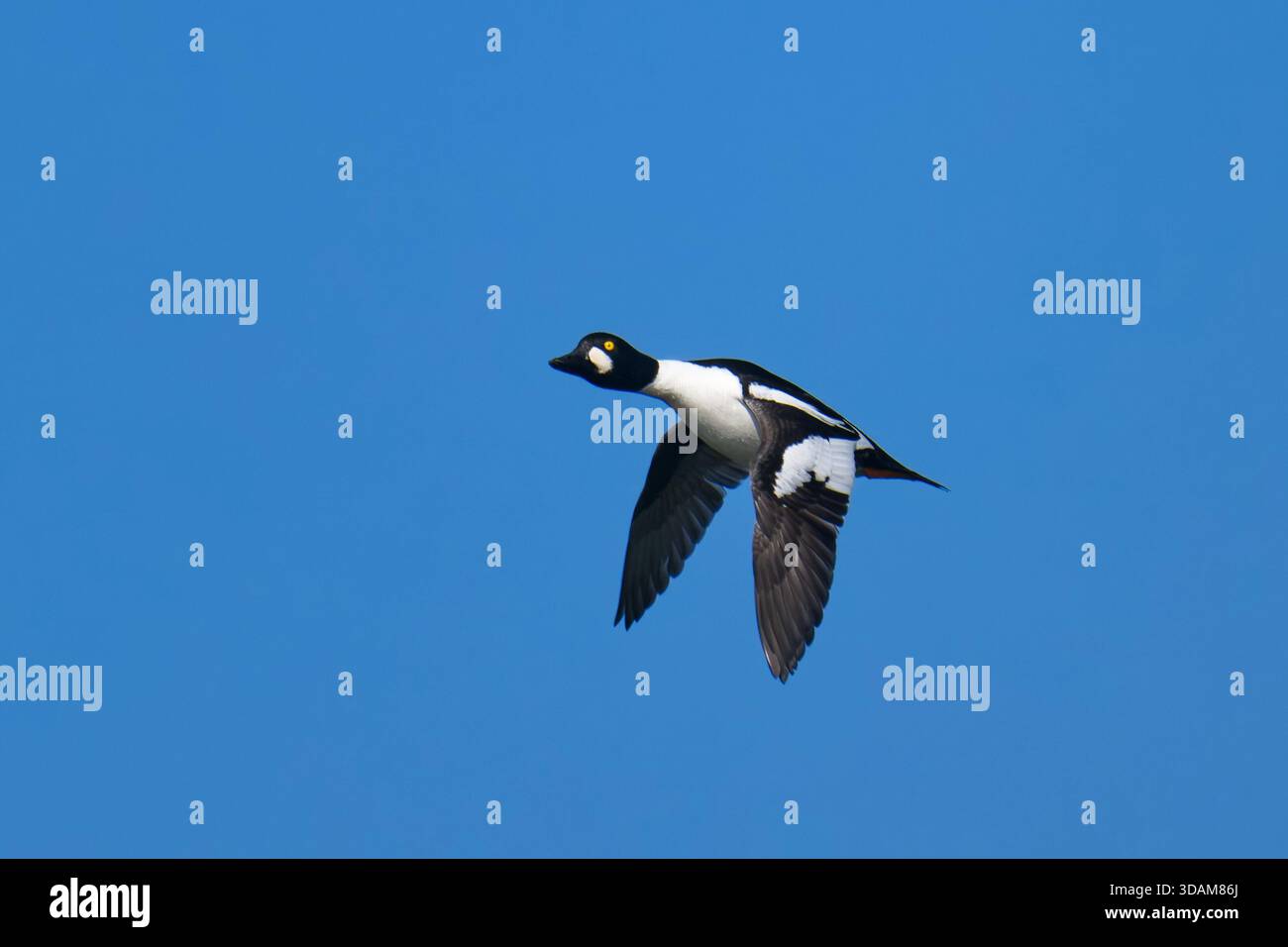Gemeiner Goldenaugmännchen (Bucephala clangula) im Flug Stockfoto