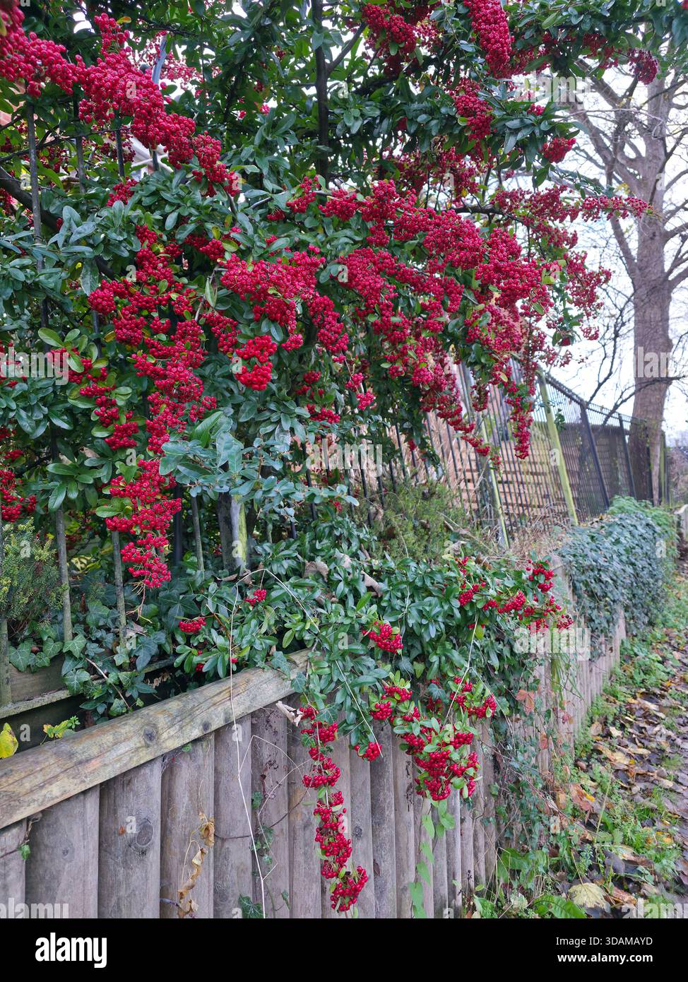 Leuchtende rote Beeren auf pyracantha (firethorn) Sträucher, die im Winter über einem Holzzaun hängen, Stroud, Cotswolds, Gloucestershire, England, UK Stockfoto