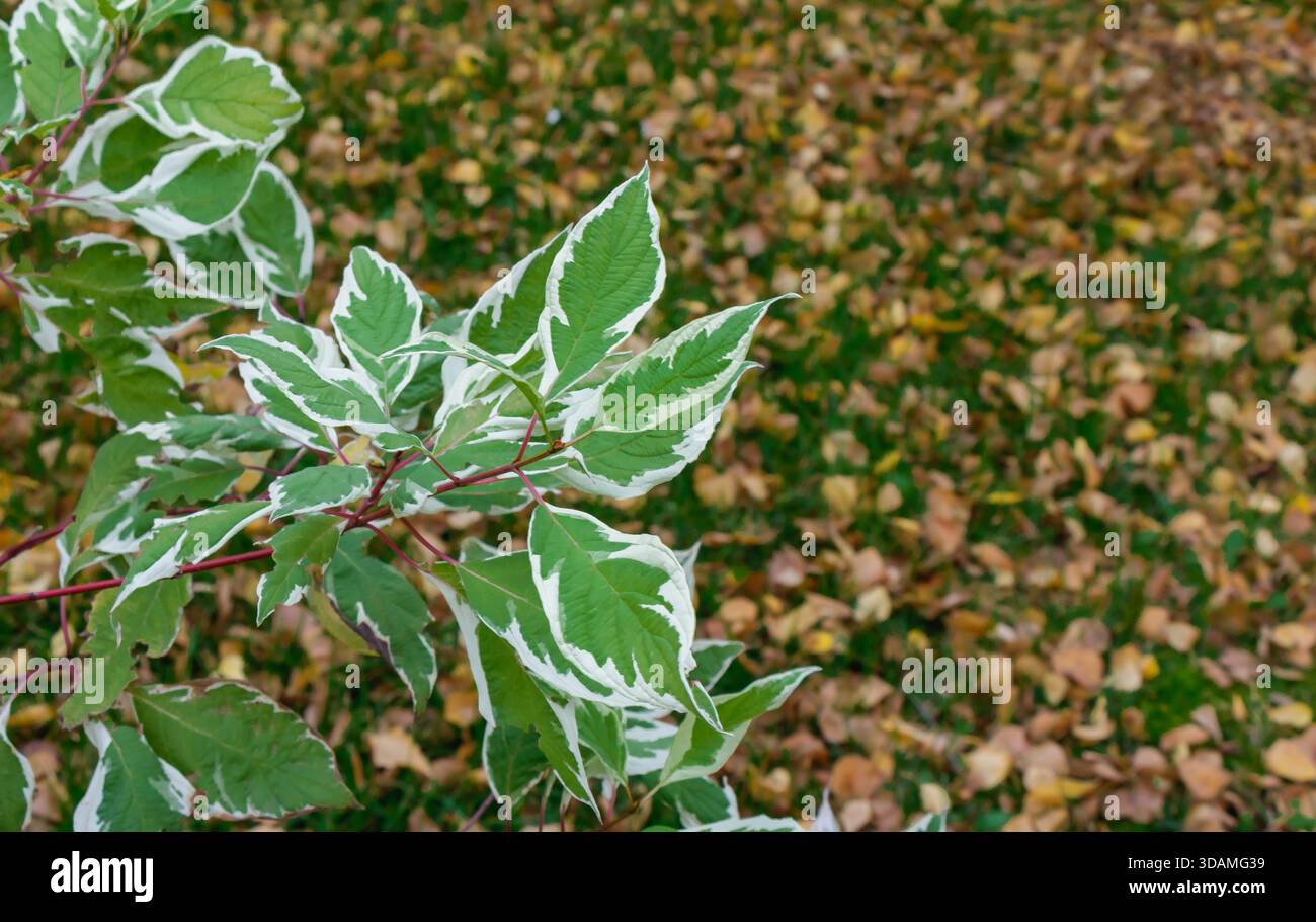 Eine Nahaufnahme von grünen, vielfarbigen Blättern mit weißen Rändern an roten Stielen, die sich vor einem verschwommenen Hintergrund von herabfallenden Herbstblättern abheben. Der Kontrast b Stockfoto