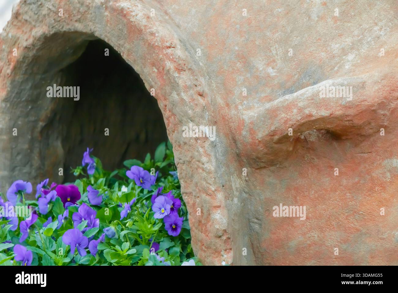 Eine bezaubernde Gartenkomposition mit leuchtenden violetten Stiefmütterchen, die in einem verwitterten Tontopf wachsen. Die raue Terrakotta-Oberfläche bietet einen schönen Kontrast Stockfoto