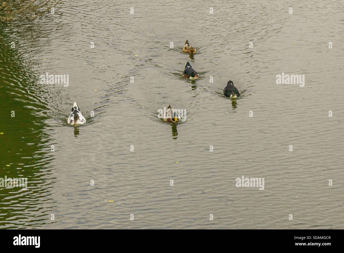 Enten bewegen sich in einer Linie über das Wasser eines Teichs. Die Oberfläche ist flach, und entlang der Kanten befinden sich einige Schilfe. Der Himmel ist bewölkt und scheint es zu sein Stockfoto