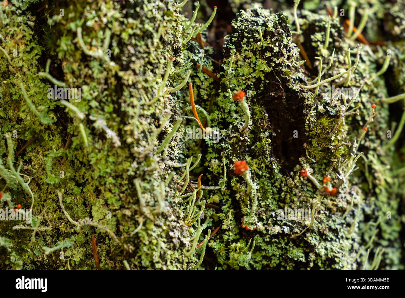 Nahaufnahme mit der einzigartigen Struktur und den lebendigen roten Fruchtkörpern (Apothecia) der britischen Soldatenflechte (Cladonia cristatella). Stockfoto