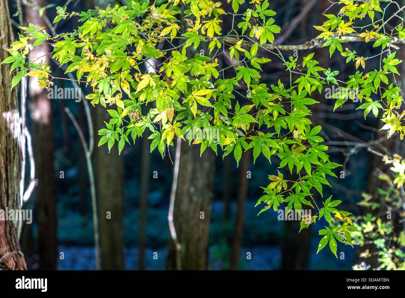 Ein japanischer Ahorn (Acer palmatum) mit grünen und gelben Herbstblättern, hintergrundbeleuchtet auf dem Nakasendo-Wanderweg in der Nähe von Nagiso, Präfektur Nagano, Japan – Frühherbstfarben im Oktober Stockfoto