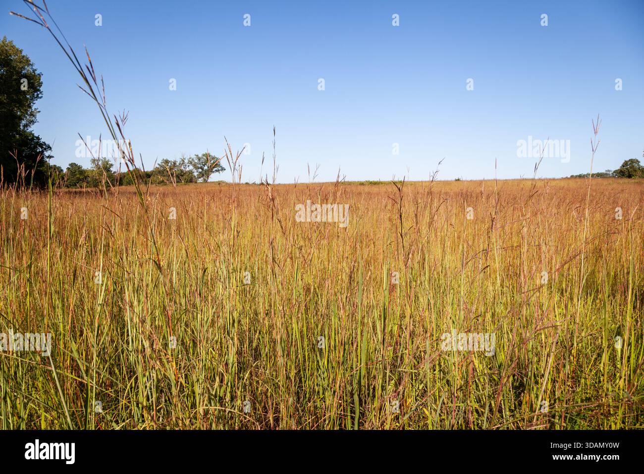Eine Prärie voller blauem Dampf im Norden von Illinois. Stockfoto