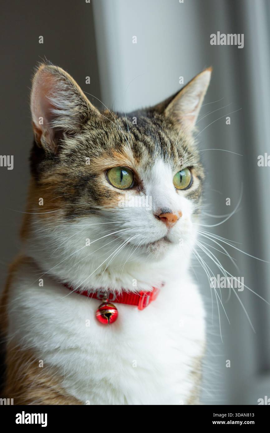 Ein Porträt einer schönen kurzhaarigen Katze, die durch das Fenster schaut Stockfoto