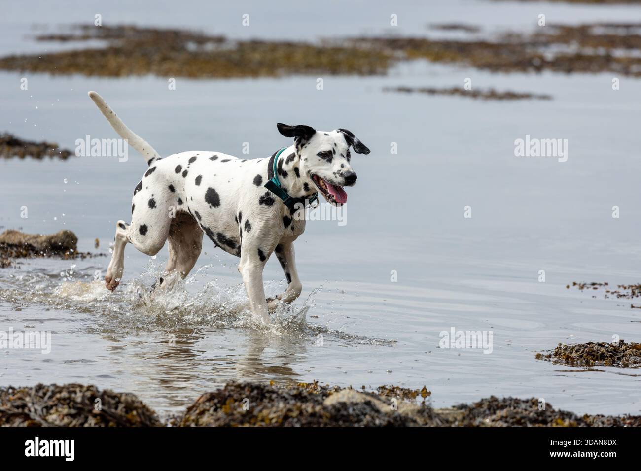 Ein dalmatinischer Hund paddelt durch das Wasser an der Küste, Schottland Stockfoto