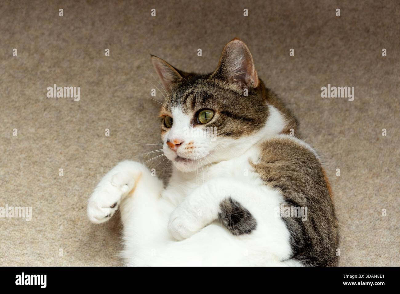 Ein Porträt einer schönen kurzhaarigen Katze, die auf dem Rücken liegt Stockfoto