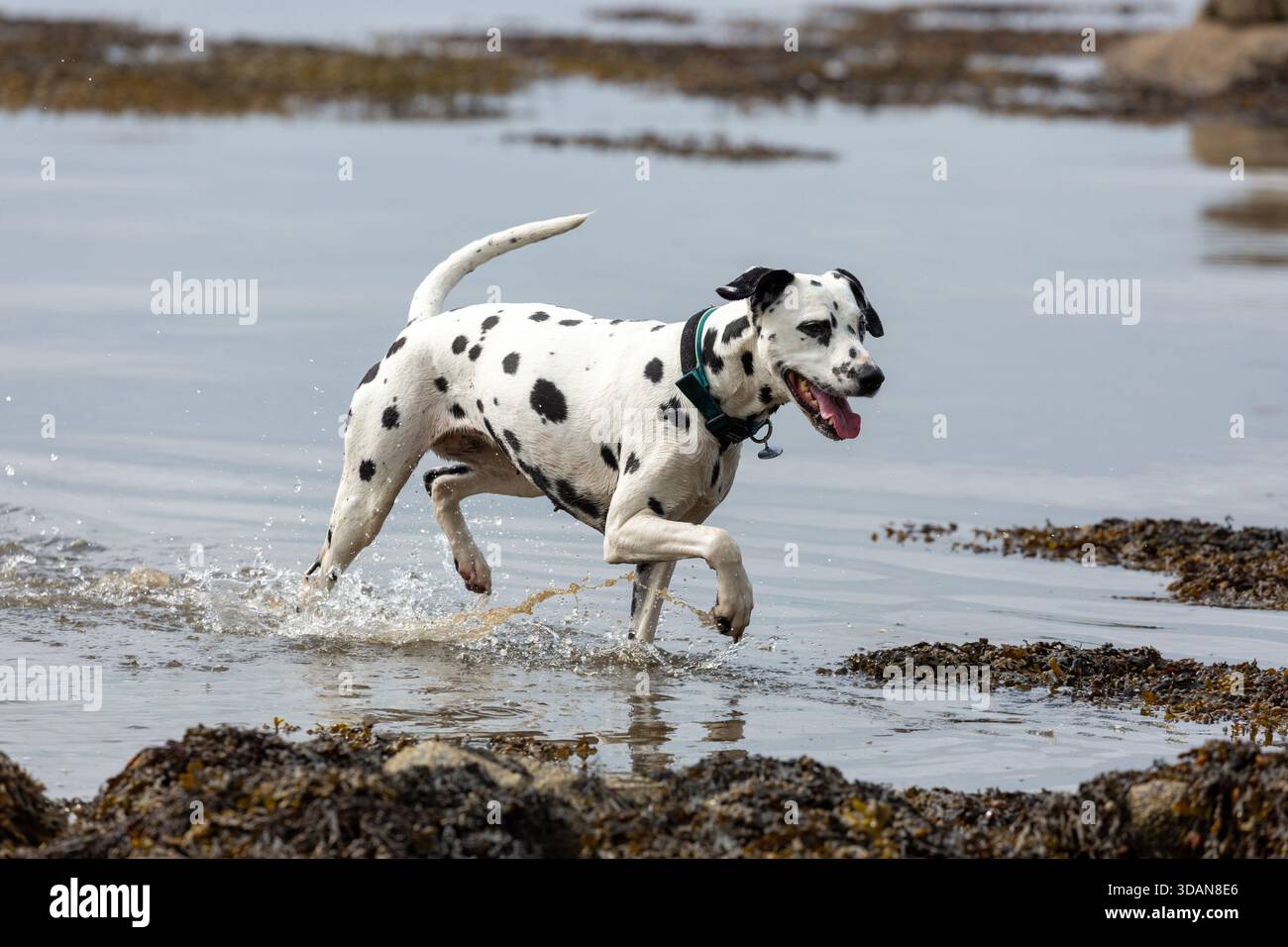 Ein dalmatinischer Hund paddelt durch das Wasser an der Küste, Schottland Stockfoto