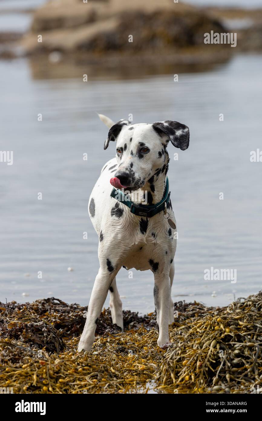 Ein dalmatinischer Hund, der auf Algen am Meer steht, Fife, Schottland Stockfoto