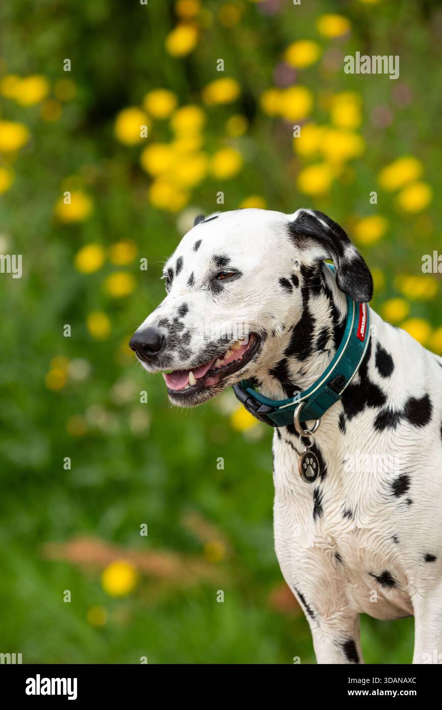 Porträt eines dalmatinischen Hundes Stockfoto