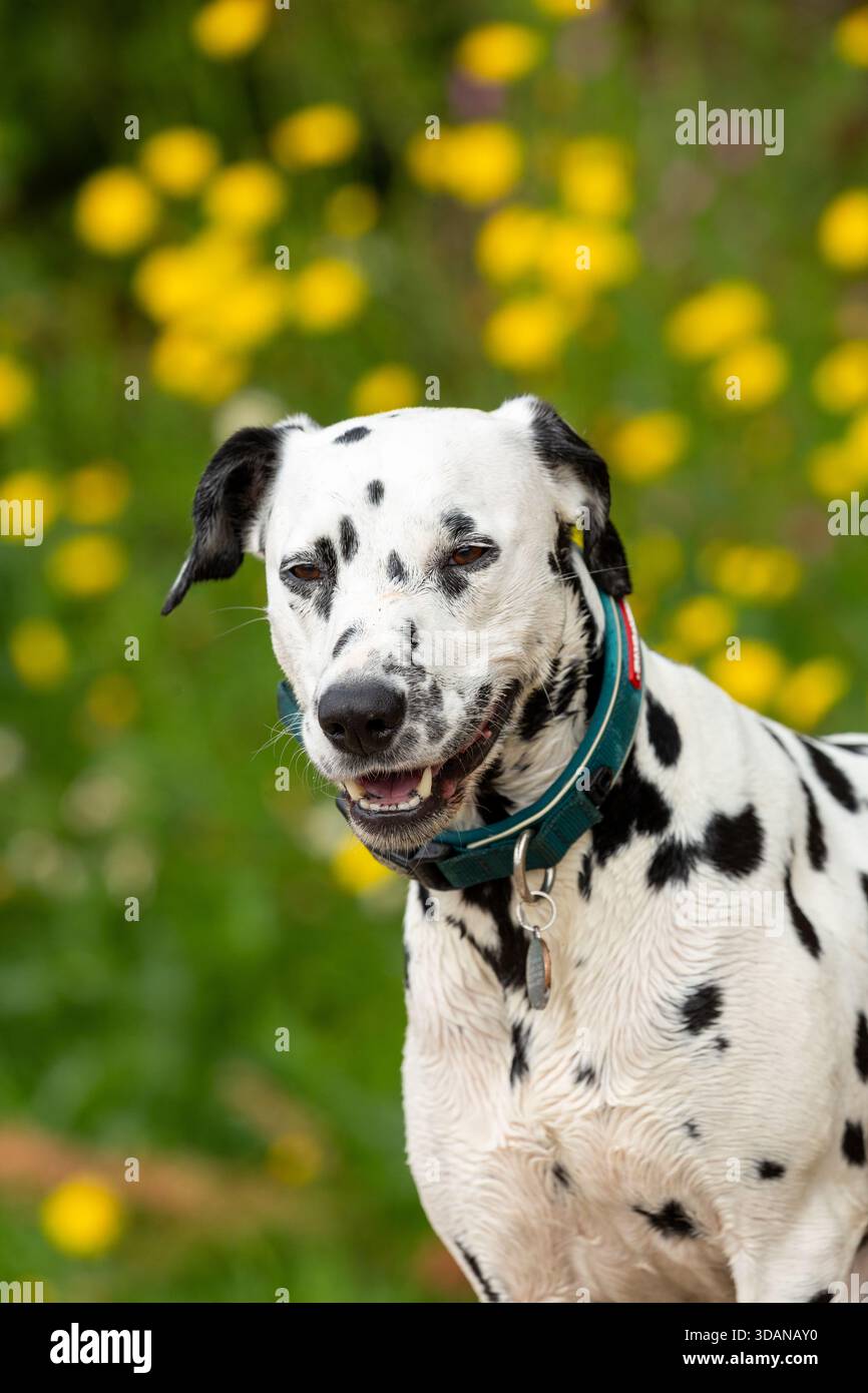 Porträt eines dalmatinischen Hundes Stockfoto