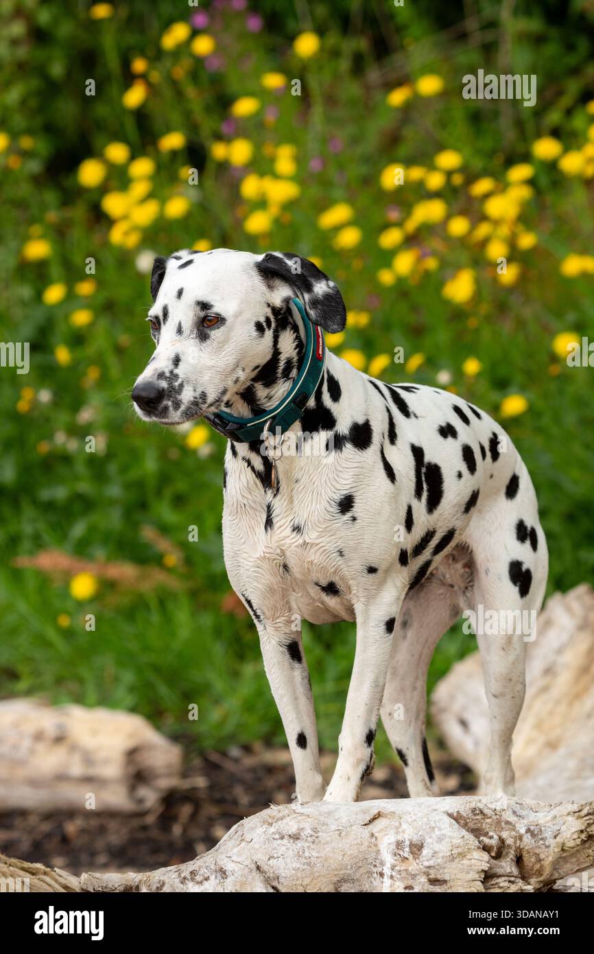 Porträt eines dalmatinischen Hundes Stockfoto