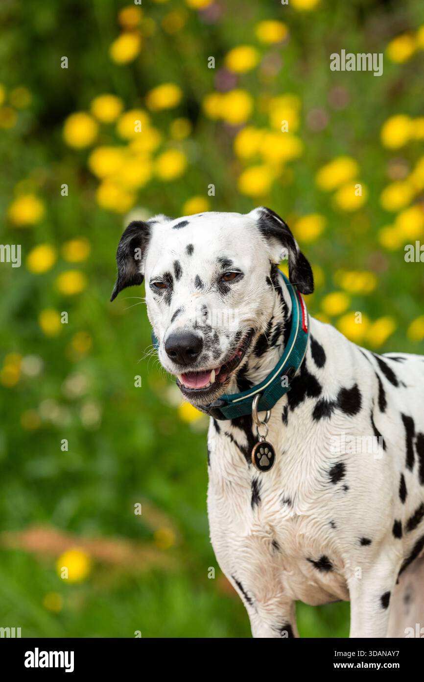 Porträt eines dalmatinischen Hundes Stockfoto