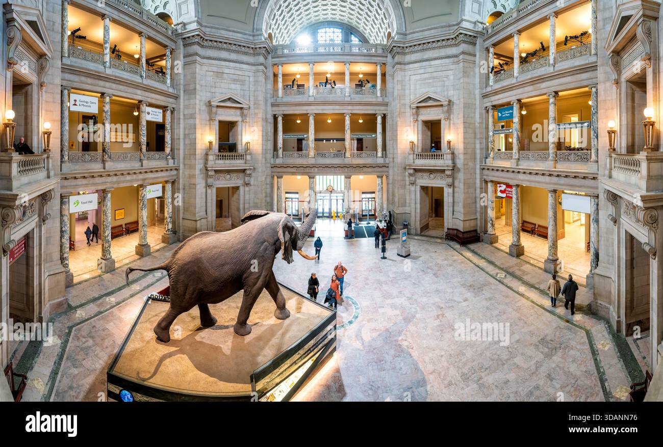 Smithsonian Natural History Museum Kenneth E Behring Family Rotunda Washington DC High Resolution Panorama // WASHINGTON DC - die Kenneth E. Behring Family Rotunda im Smithsonian National Museum of Natural History zeigt den berühmten, präparierten afrikanischen Buschelefanten Henry in der Mitte. Diese große, mehrstöckige Halle ist ein zentraler Treffpunkt und Tor zu den umfangreichen Ausstellungen des Museums. Die Rotunde zeigt klassische Architektur mit Marmorsäulen und komplizierten Details. Besucher erkunden verschiedene Ausstellungen, darunter die nahe gelegene Geology, die Gems & Minerals Hall, die Heimat des Hope Diamond Stockfoto